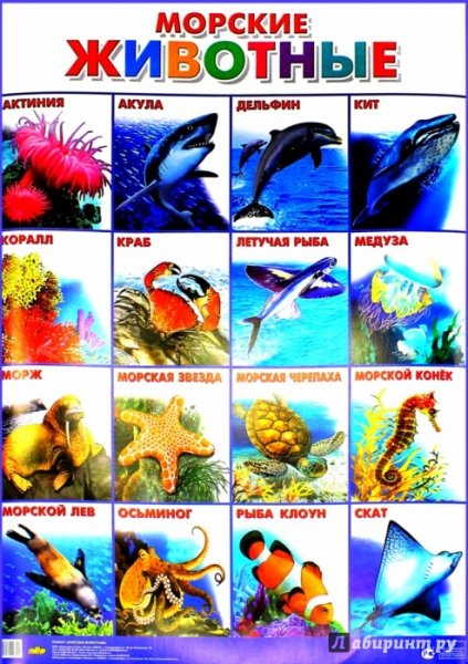 Карточки обитатели морей и океанов