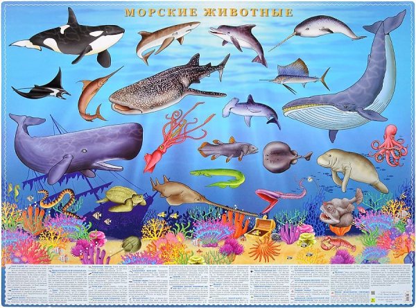 Обитатели океанов для детей
