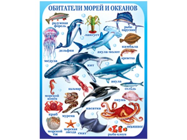 Плакат "обитатели моря"