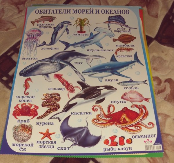 Плакат "обитатели моря"