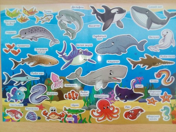 Морские животные киты , дельфины , и акулы