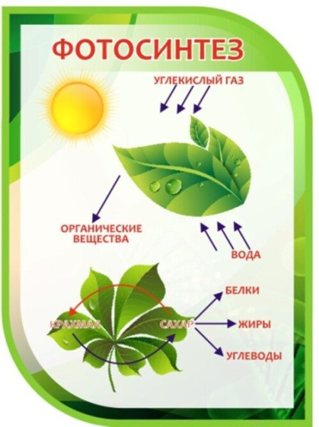 Фотосинтез по биологии