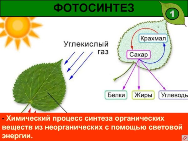 Схема фотосинтеза у растений