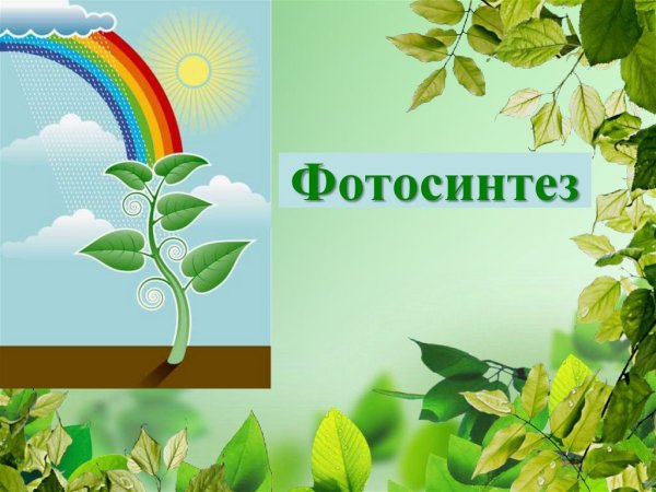 Кроссенс фотосинтез