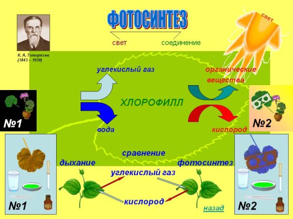 Фотосинтез схема для детей