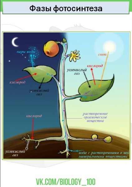Схема дыхания растений 6 класс биология