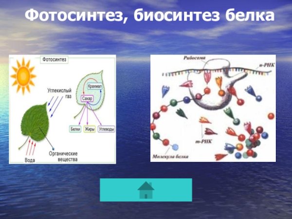 Схема обмена веществ у растений