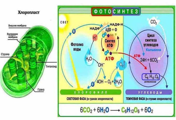 Роль фотосинтеза схема