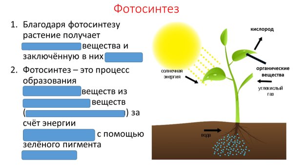 Биология 9 класс Биосинтез углеводов фотосинтез