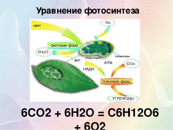 Углекислый ГАЗ фотосинтез