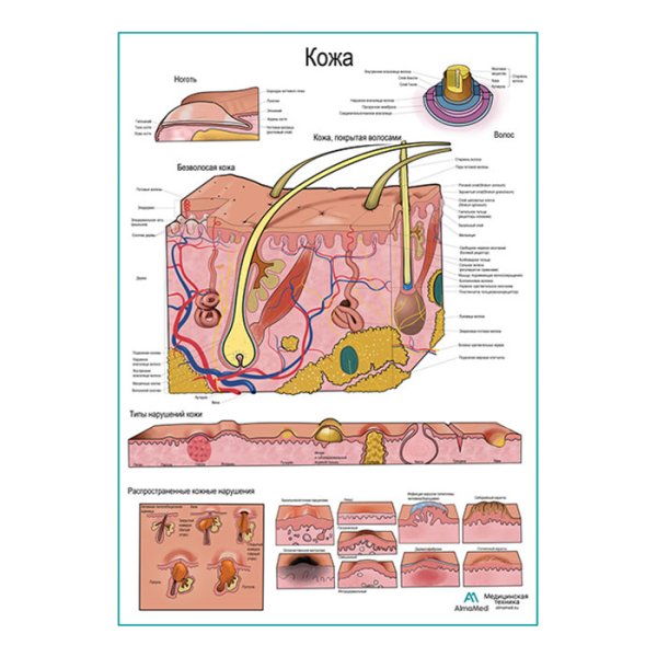 Строение кожи плакат