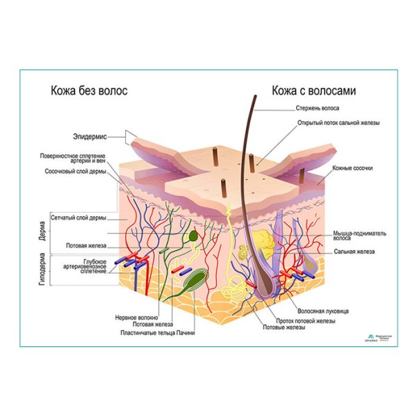 Строение кожи головы и волос
