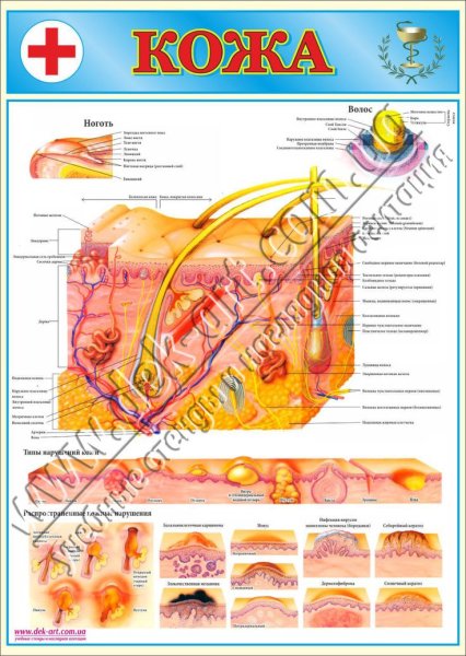 Стенды по анатомии