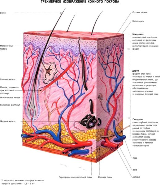Анатомия человека кожный Покров