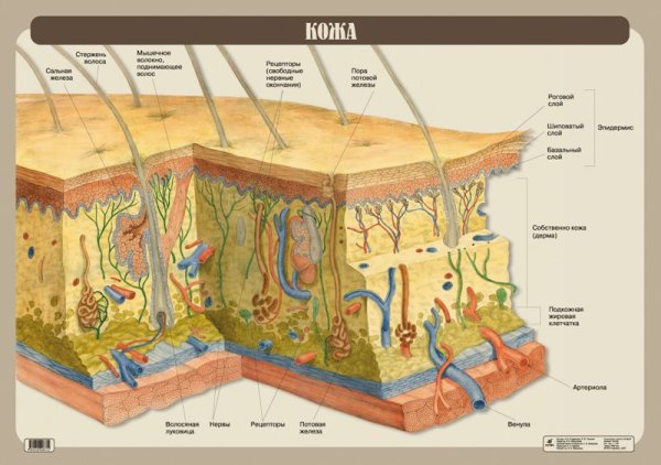 Кожа строение кожи анатомия