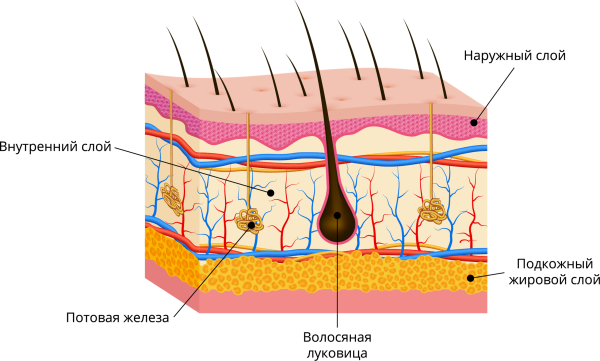 Кожа анатомия