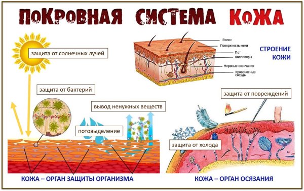Покровная система кожи функции