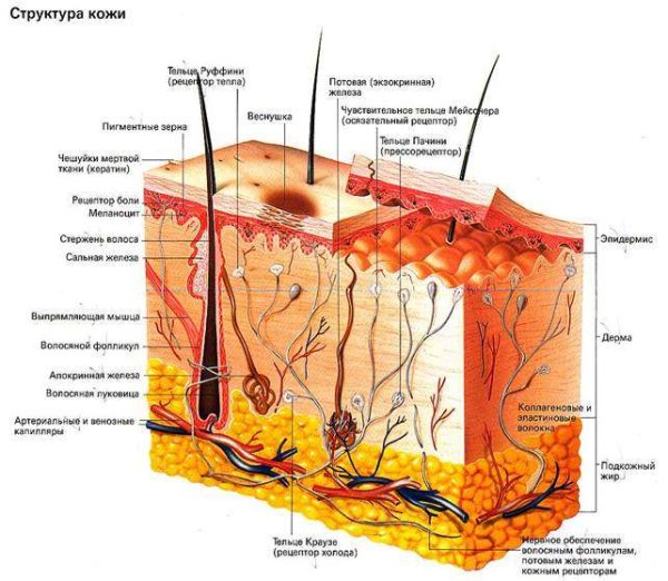 Структура кожи человека схема