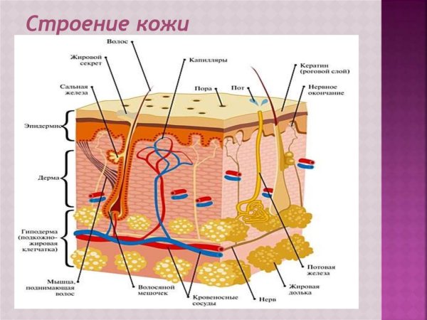 Функции кожи человека 8 класс биология
