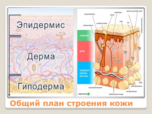 План строения кожи
