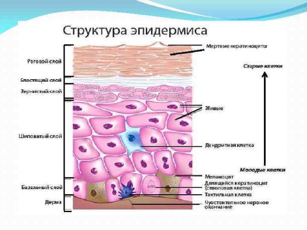 Строение кожи эпидермис дерма гистология
