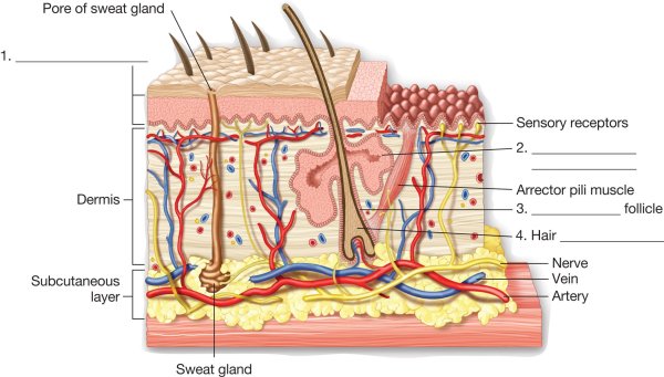 Производные кожи человека строение