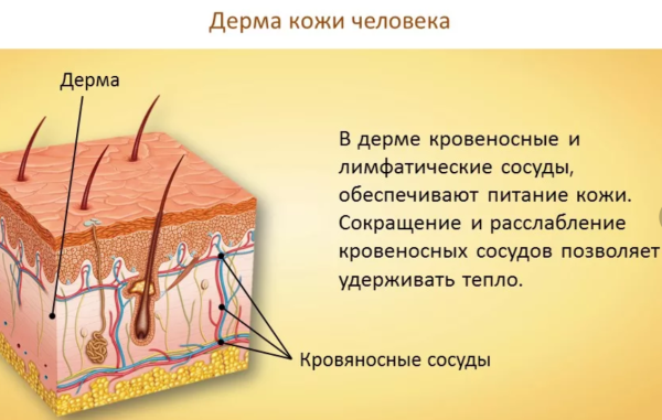 Эпидермис 2) дерма 3) гиподерма