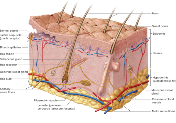 Строение кожи эпидермис дерма гиподерма