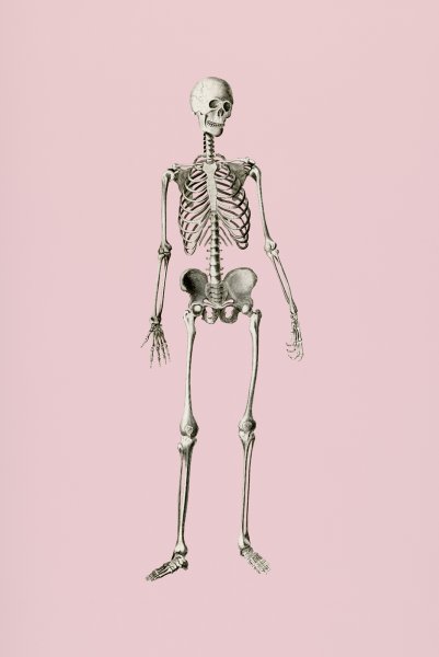 Скелет человека на стену