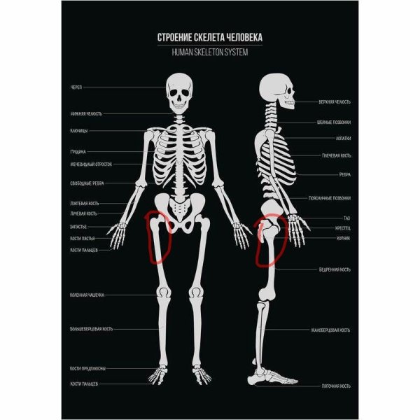 Плакат строение скелета