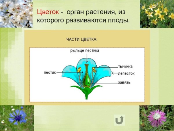 Органы цветка