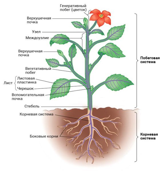 Строение органов растений