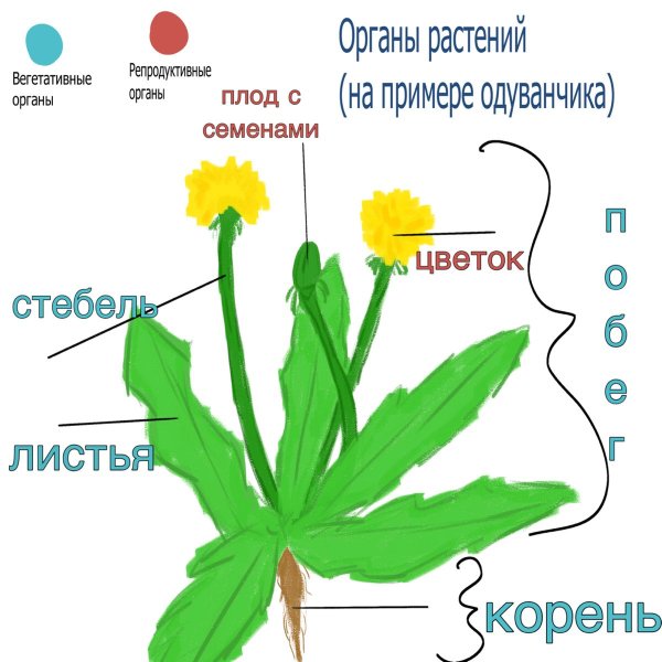 Системы органов растений
