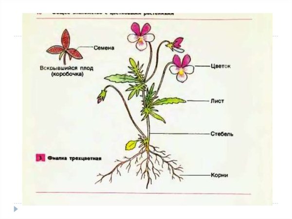 Строение побега покрытосеменных растений