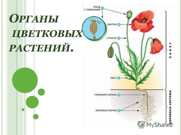 Органы цветковых растений 6 класс биология