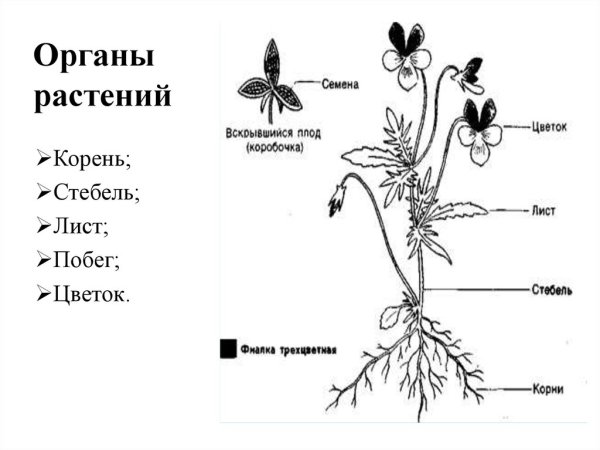 Строение органов цветкового растения