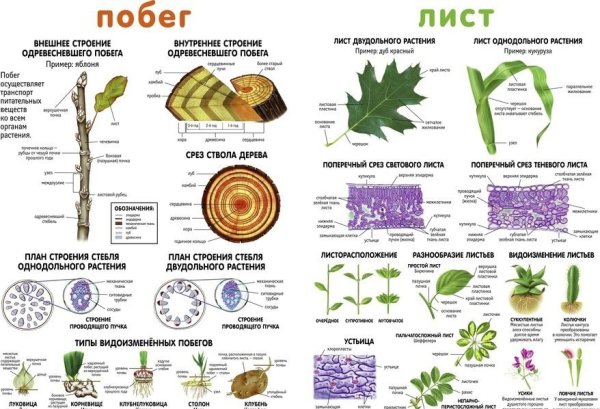 Строение побега ЕГЭ биология