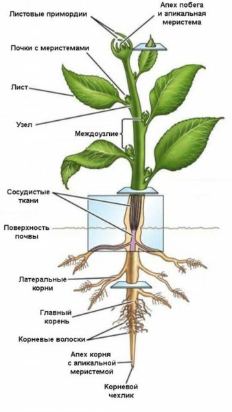 Строение части стебля корневища