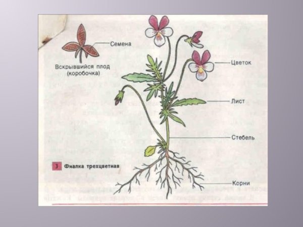 Строение растения схема