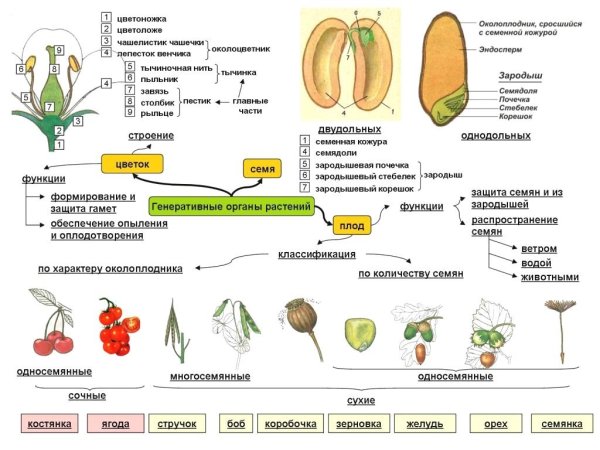 Органы растения вегетативные и генеративные схема