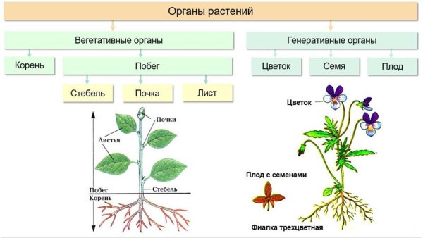Органы растений