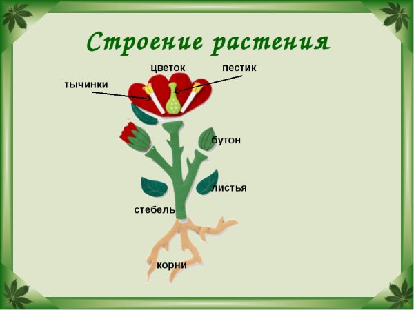 Растение листья корень стебель схема