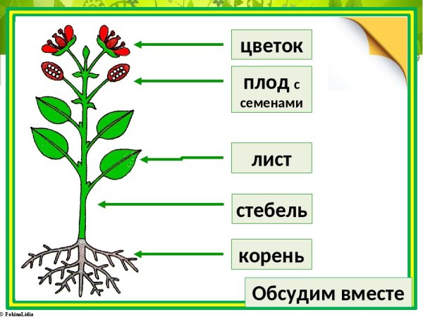 Строение покрытосеменных растений строение цветка