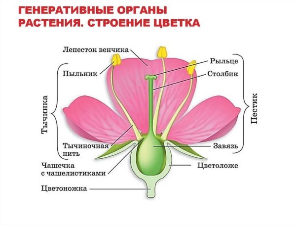 Части растений корень стебель лист цветок