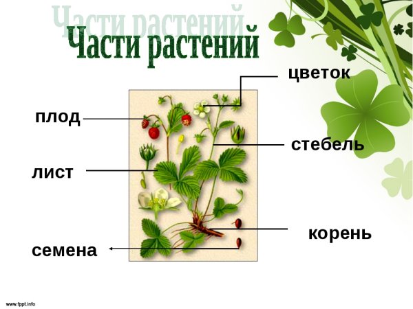 Органы растений (корень побег лист 6 класс