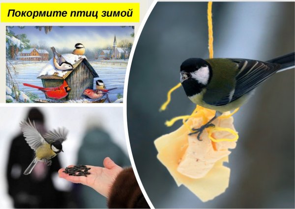Акция Покормите птиц зимой
