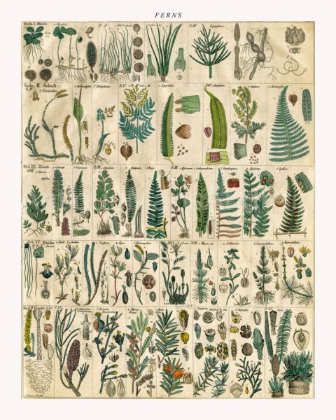 Адольф Миллот - Ботанические иллюстрации