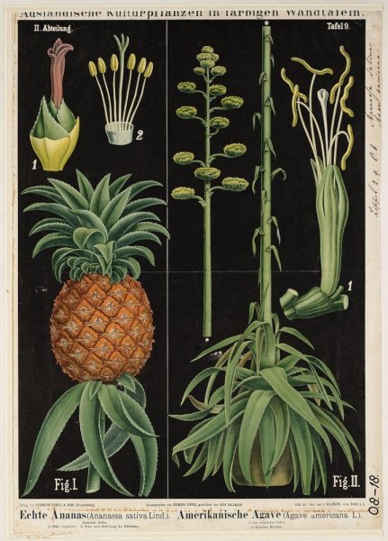 Ботанический атлас Джейн Лаудон