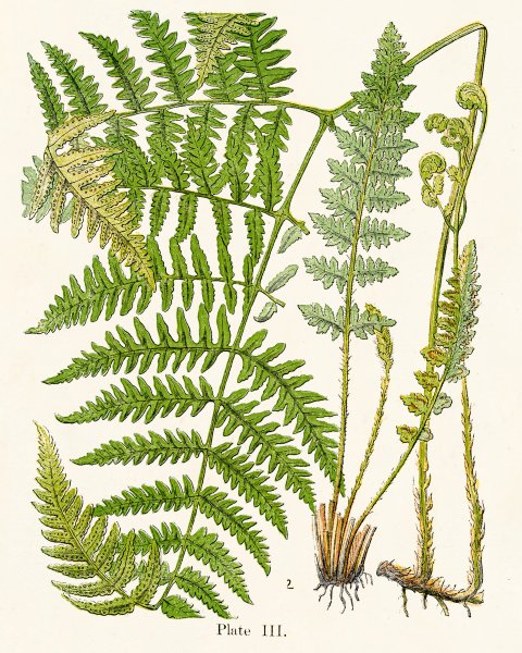 Адольф Миллот - Ботанические иллюстрации