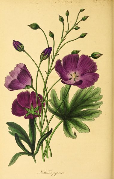 Ботанические иллюстрации растений